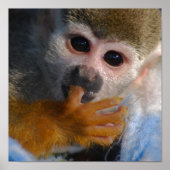 Cute Baby Monkey gered Poster (Voorkant)