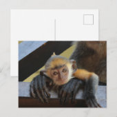 Cute Baby Monkey in Mam's Arms Foto van Borneo Briefkaart (Voorkant / Achterkant)