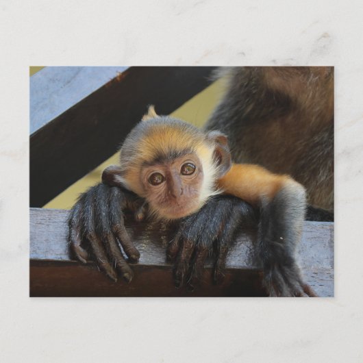 Cute Baby Monkey in Mam's Arms Foto van Borneo Briefkaart (Voorkant)
