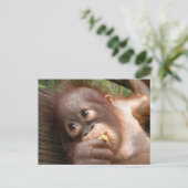 Cute Baby Orangutan Dreams of Mam Briefkaart (Staand voorkant)