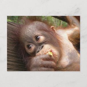 Cute Baby Orangutan Dreams of Mam Briefkaart