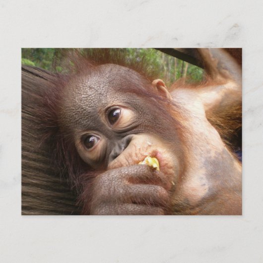 Cute Baby Orangutan Dreams of Mam Briefkaart (Voorkant)