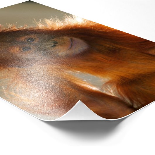 Cute Baby Orangutan Foto Afdruk (Hoek)