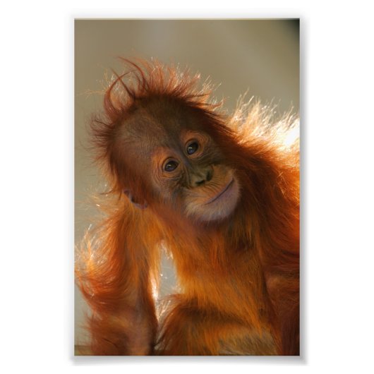 Cute Baby Orangutan Foto Afdruk (Voorkant)