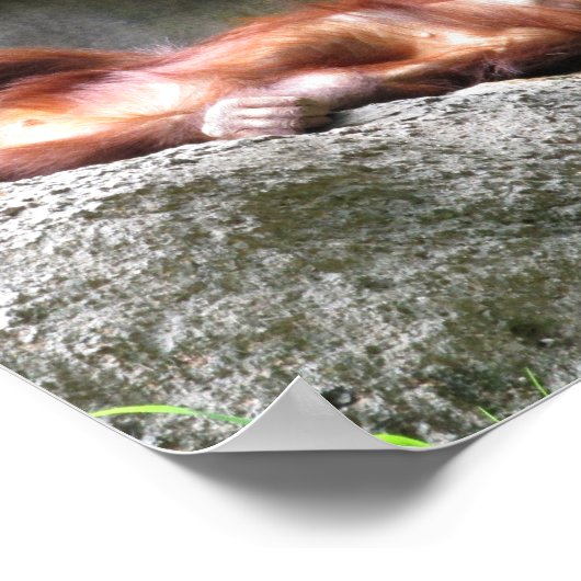 Cute Baby Orangutan Home Decor Poster (Hoek)