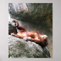 Cute Baby Orangutan Home Decor Poster