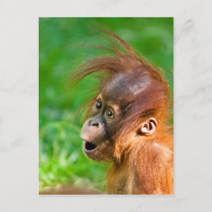 Cute baby orangutan kijkt in verwondering briefkaart