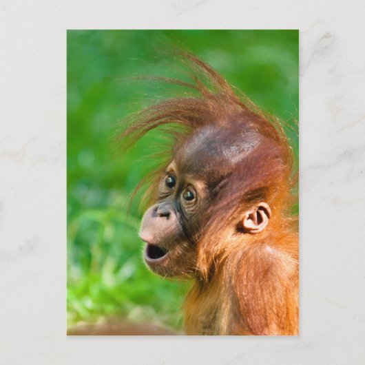 Cute baby orangutan kijkt in verwondering briefkaart (Voorkant)