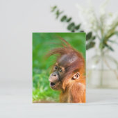Cute baby orangutan kijkt in verwondering briefkaart (Staand voorkant)