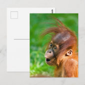 Cute baby orangutan kijkt in verwondering briefkaart (Voorkant / Achterkant)