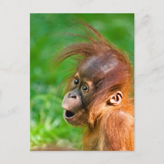 Cute baby orangutan kijkt in verwondering briefkaart (Voorkant)