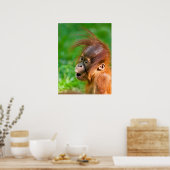 Cute baby orangutan kijkt in verwondering poster (Keuken)