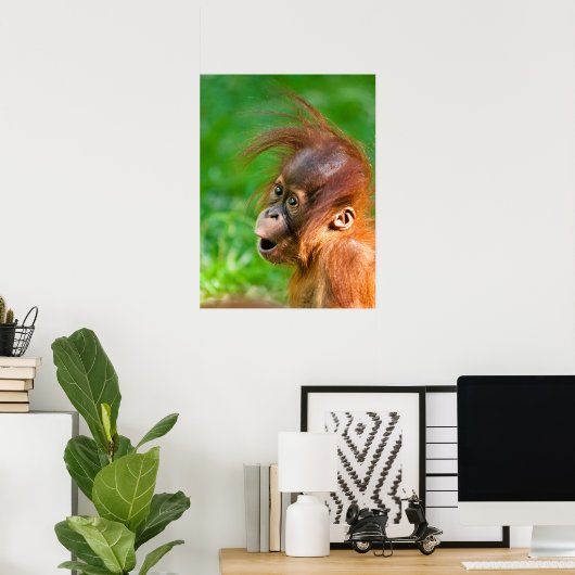 Cute baby orangutan kijkt in verwondering poster (Thuiskantoor)