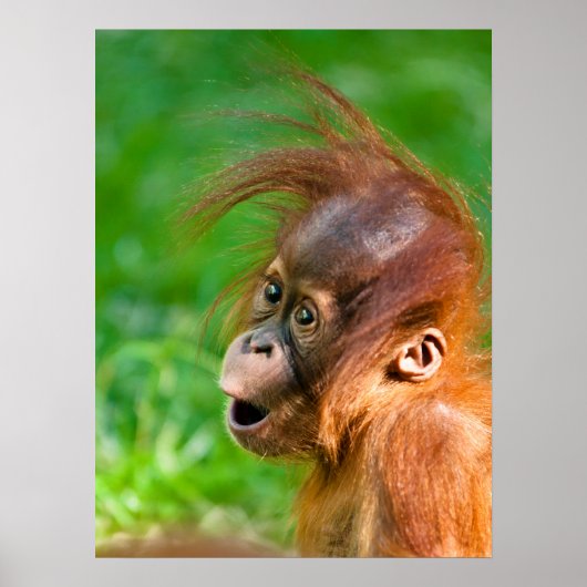Cute baby orangutan kijkt in verwondering poster (Voorkant)