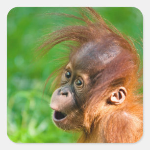 Cute baby orangutan kijkt in verwondering vierkante sticker