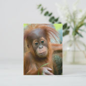 Cute Baby Orangutan kijkt recht vooruit Briefkaart (Staand voorkant)