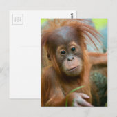 Cute Baby Orangutan kijkt recht vooruit Briefkaart (Voorkant / Achterkant)