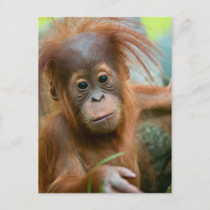 Cute Baby Orangutan kijkt recht vooruit Briefkaart