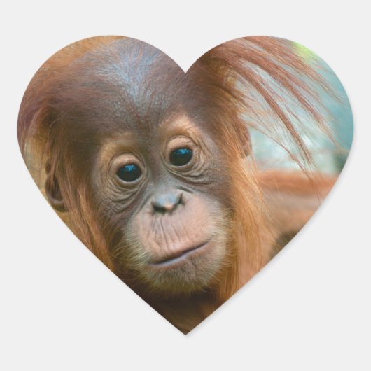 Cute Baby Orangutan kijkt recht vooruit Hart Sticker (Voorkant)