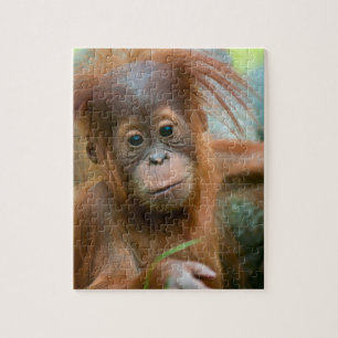 Cute Baby Orangutan kijkt recht vooruit Legpuzzel