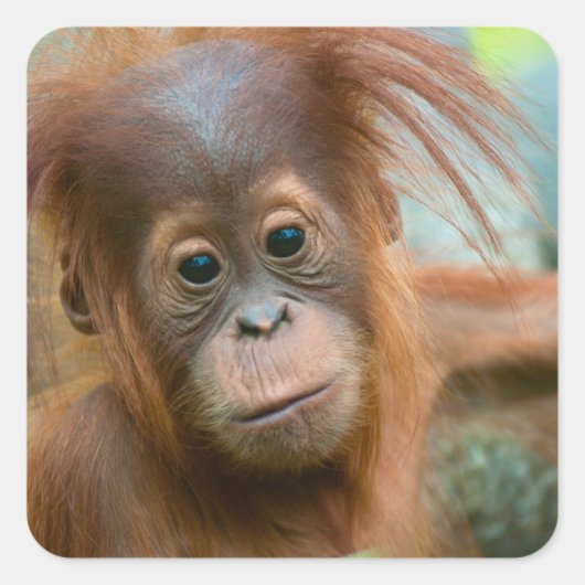 Cute Baby Orangutan kijkt recht vooruit Vierkante Sticker (Voorkant)