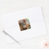 Cute Baby Orangutan kijkt recht vooruit Vierkante Sticker (Envelop)