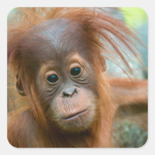 Cute Baby Orangutan kijkt recht vooruit Vierkante Sticker