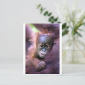 Cute baby orangutan op Sumatra Briefkaart (Staand voorkant)