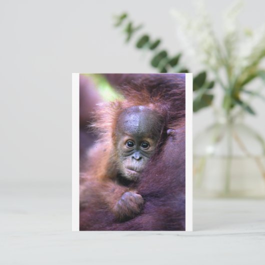Cute baby orangutan op Sumatra Briefkaart (Staand voorkant)
