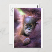 Cute baby orangutan op Sumatra Briefkaart (Voorkant / Achterkant)