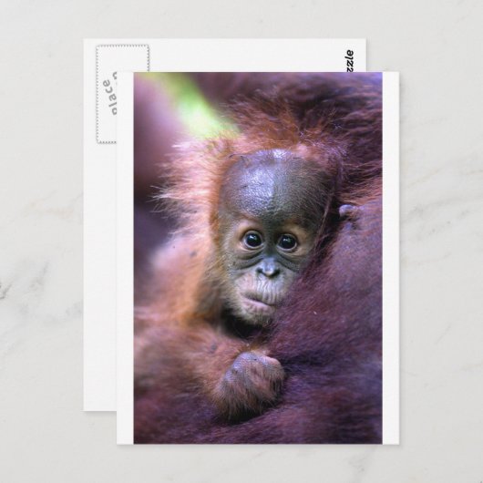 Cute baby orangutan op Sumatra Briefkaart (Voorkant / Achterkant)