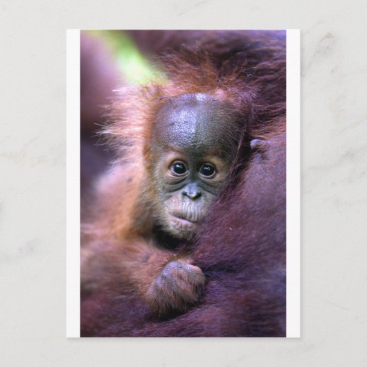 Cute baby orangutan op Sumatra Briefkaart (Voorkant)