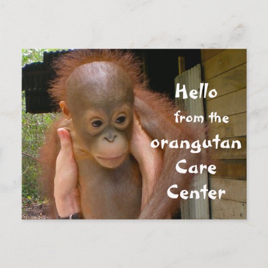Cute Baby Orangutan Orphan Briefkaart (Voorkant)