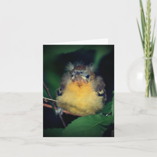 Cute Baby Oriole Bird Natuur Note Kaart (Voorkant)