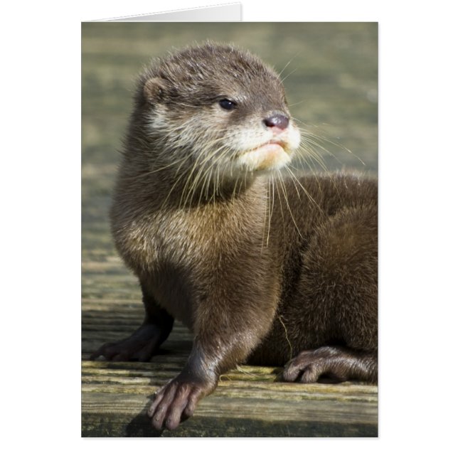 Cute Baby Otter (Voorkant)