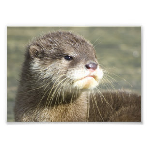 Cute Baby Otter Foto Afdruk