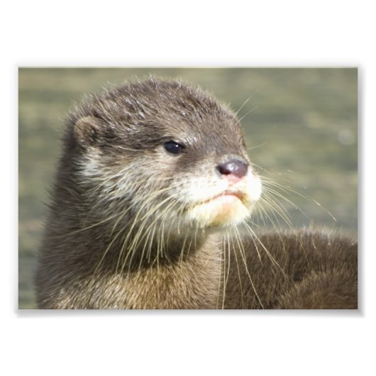 Cute Baby Otter Foto Afdruk (Voorkant)