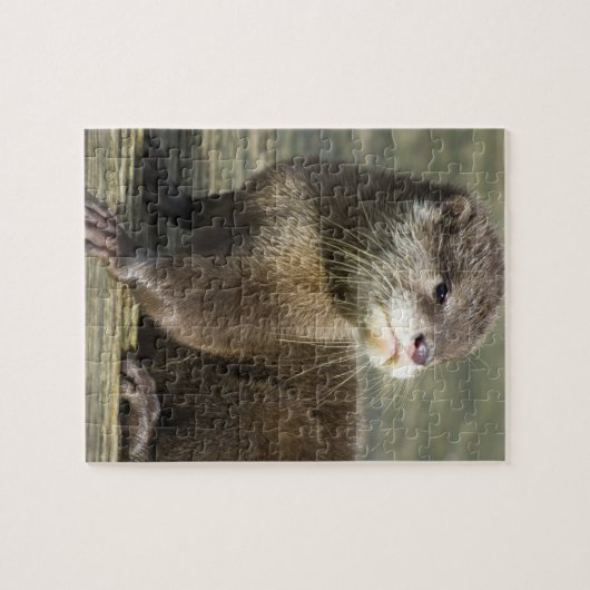 Cute Baby Otter Legpuzzel (Horizontaal)