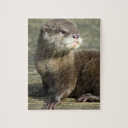 Cute Baby Otter Legpuzzel (Verticaal)