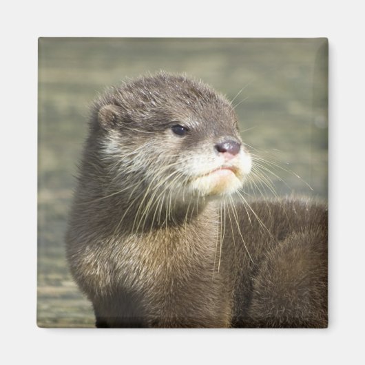 Cute Baby Otter Magneet (Voorkant)