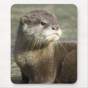 Cute Baby Otter Muismat