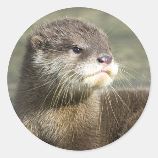 Cute Baby Otter Ronde Sticker (Voorkant)