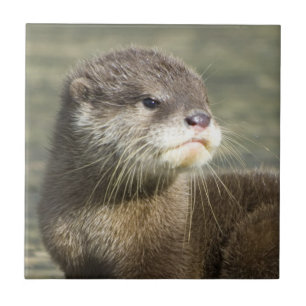 Cute Baby Otter Tegeltje