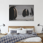Cute Baby Penguin Chicks | unique Photo Art Canvas Afdruk (Insitu (Slaapkamer))