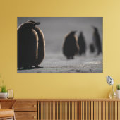 Cute Baby Penguin Chicks | unique Photo Art Canvas Afdruk (Insitu (Woonkamer))