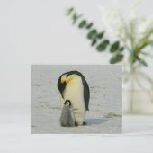 cute baby penguin with his mother briefkaart (Staand voorkant)