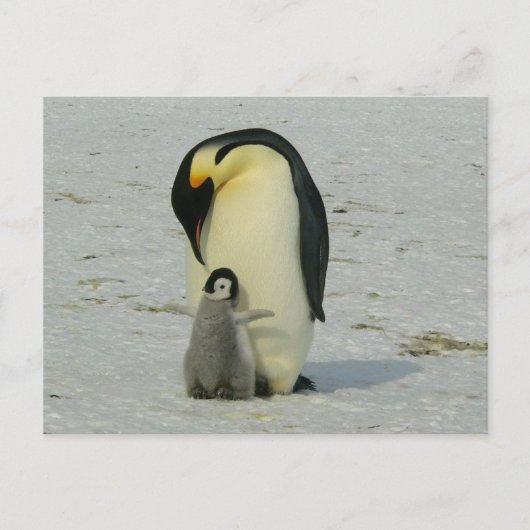 cute baby penguin with his mother briefkaart (Voorkant)