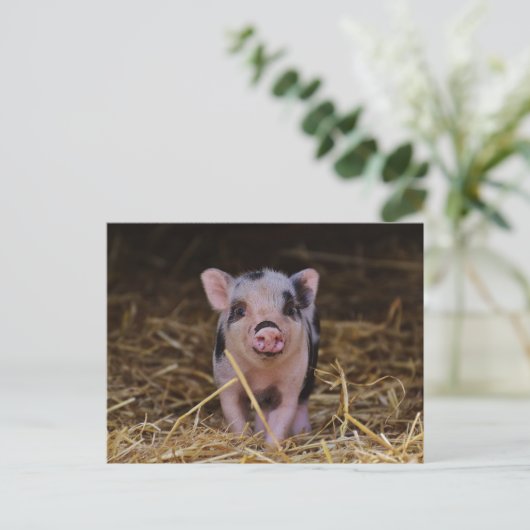 Cute Baby Pig Custom Briefkaart (Staand voorkant)