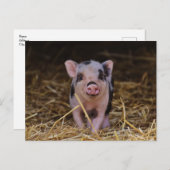 Cute Baby Pig Custom Briefkaart (Voorkant / Achterkant)