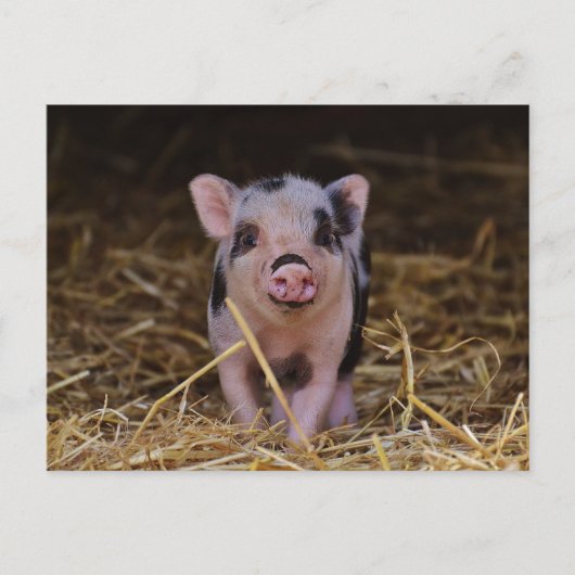 Cute Baby Pig Custom Briefkaart (Voorkant)